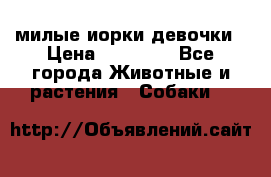 милые иорки девочки › Цена ­ 15 000 - Все города Животные и растения » Собаки   